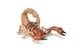 Papo Scorpion Figure, Multicolor