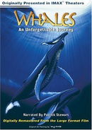 Whales: An Unforgettable Journey